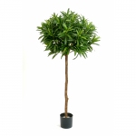 Croton Goldfinger Ball Tree 145cm